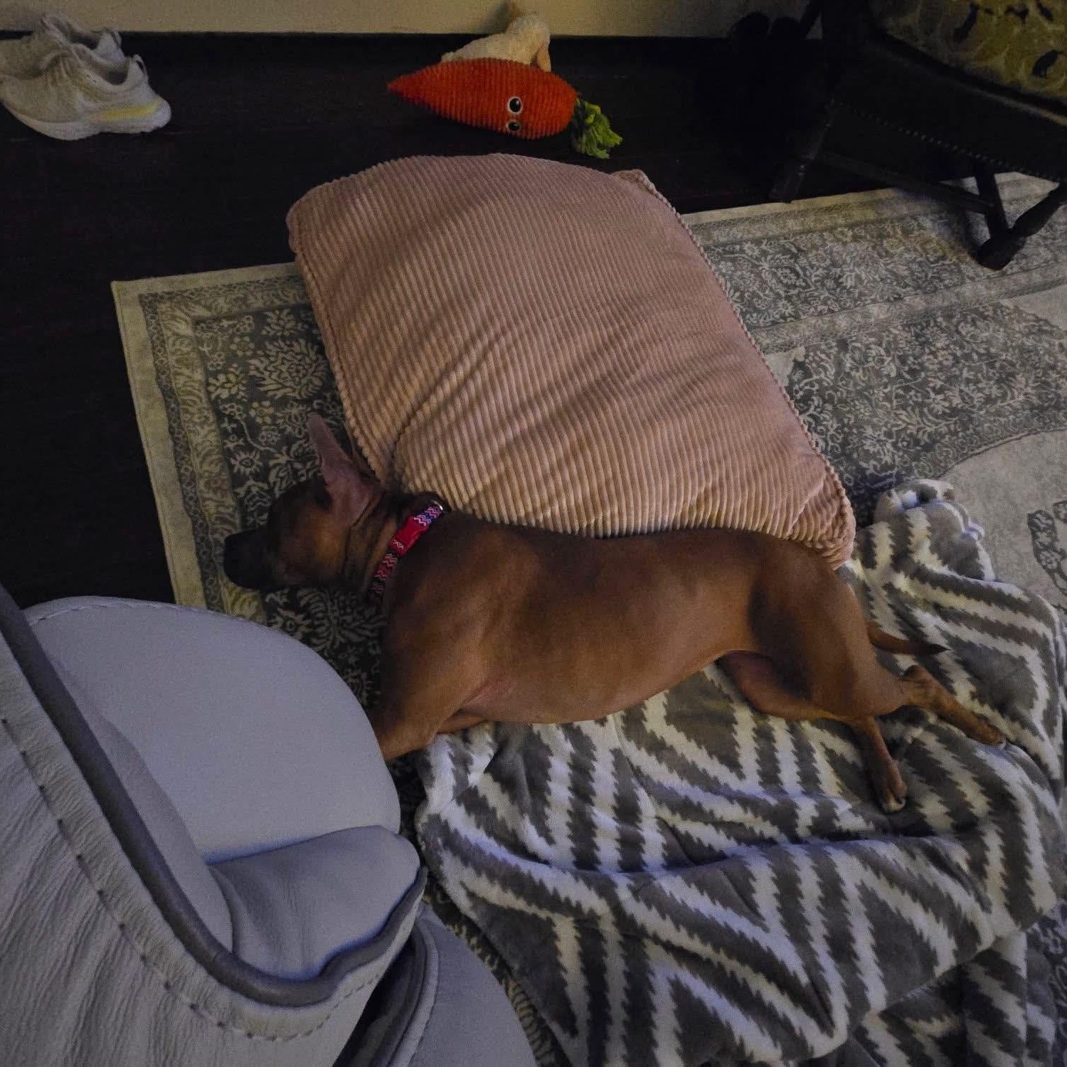 Enlarge Lizzie, a Adoptable mixed breed in Westland, MI image 2/6