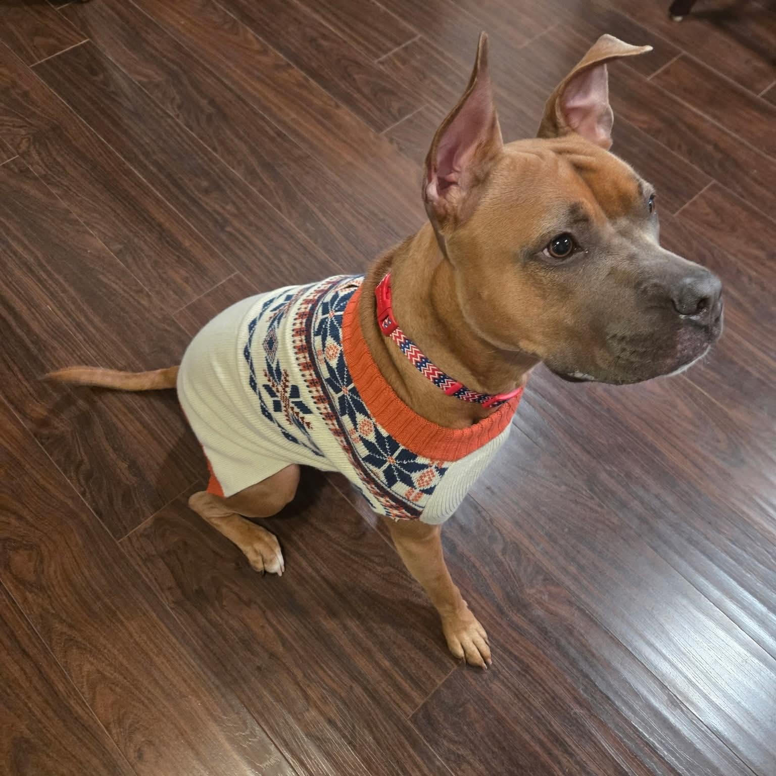 Lizzie, Adoptable, Young Female Boxer & Pit Bull Terrier.