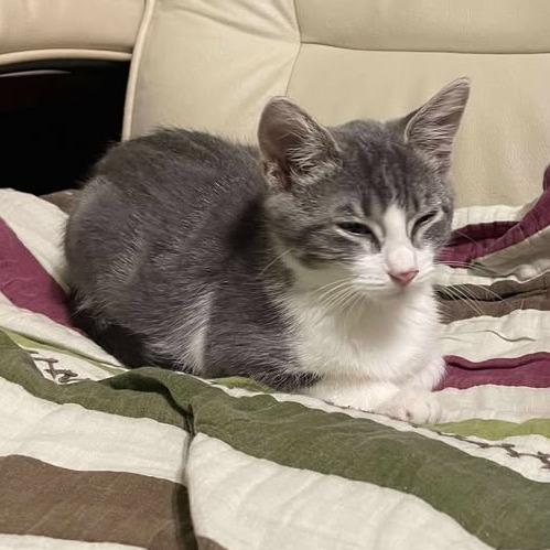 Chevy, Adoptable, Kitten Female Domestic Short Hair.