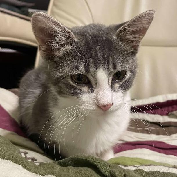 Enlarge Chevy, a Adoptable Domestic Short Hair in Rochester, MN image 2/4