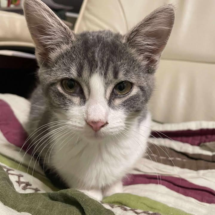 Enlarge Chevy, a Adoptable Domestic Short Hair in Rochester, MN image 3/4