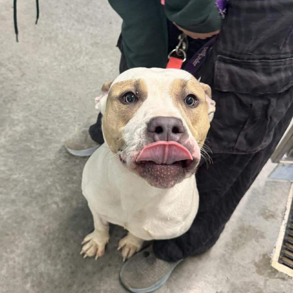 Cameo, Adoptable, Young Female Pit Bull Terrier.