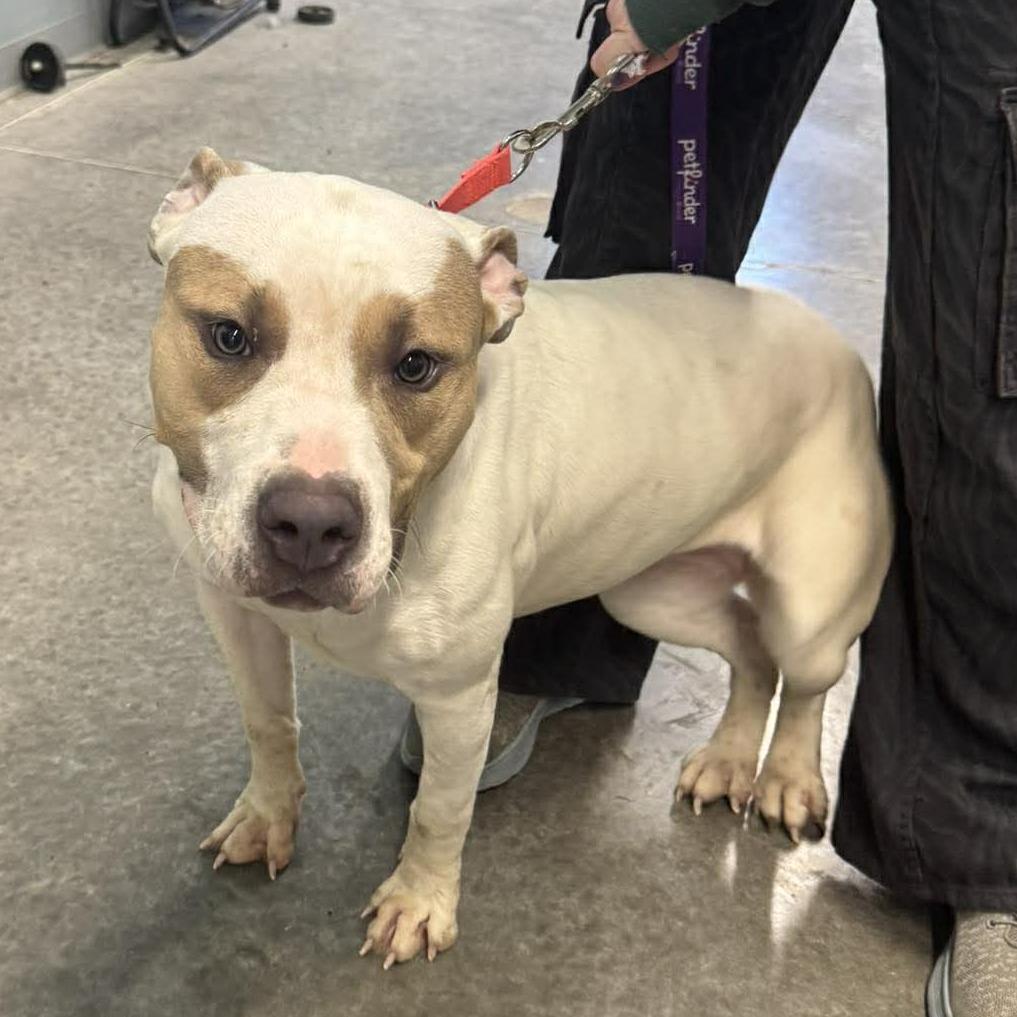 Enlarge Cameo, a Adoptable Pit Bull Terrier in Hannibal, MO image 2/4