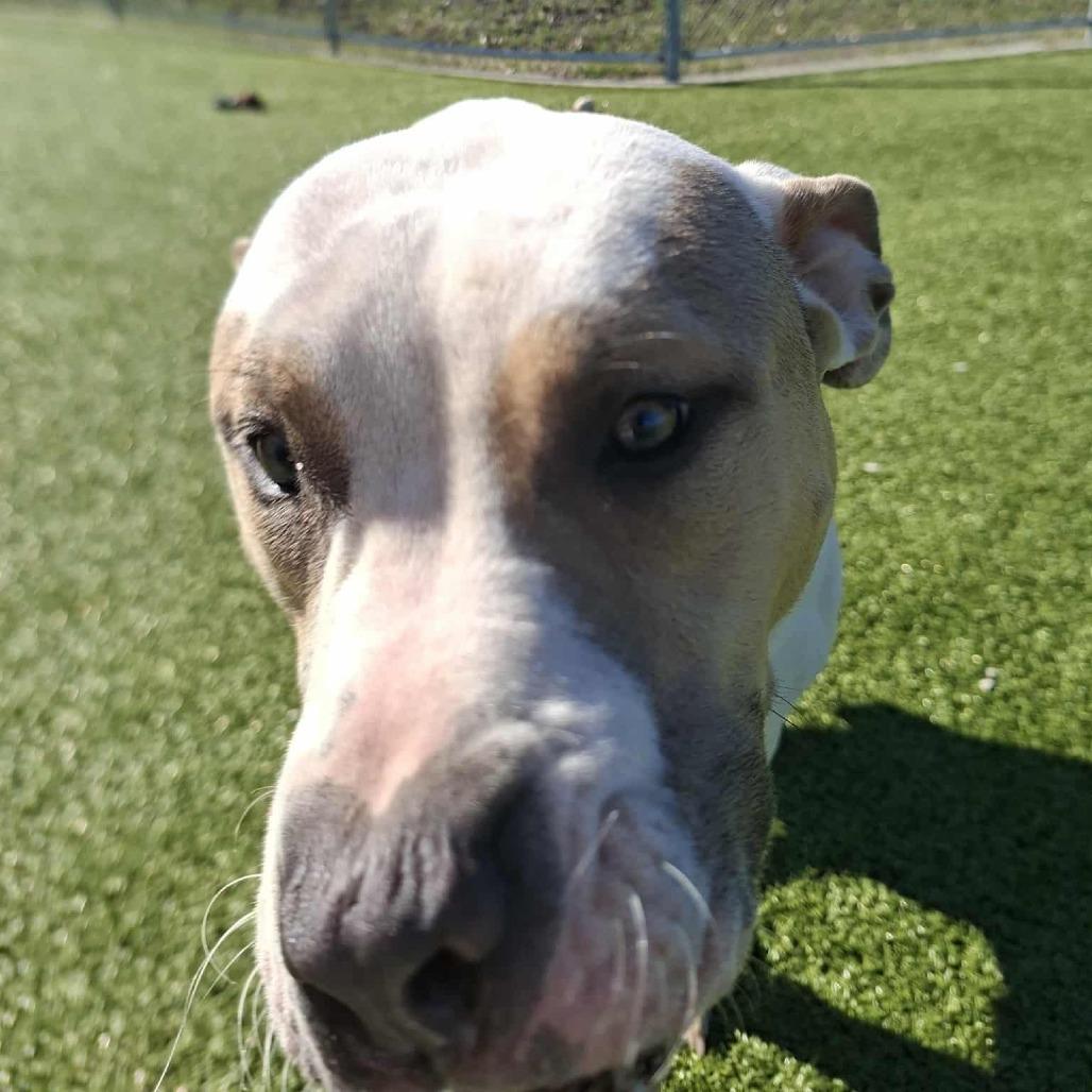 Enlarge Cameo, a Adoptable Pit Bull Terrier in Hannibal, MO image 4/4