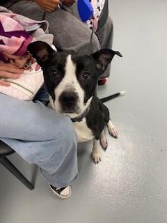 Enlarge PANDA, a Adoptable Mixed Breed in Saint Cloud, FL image 1/1