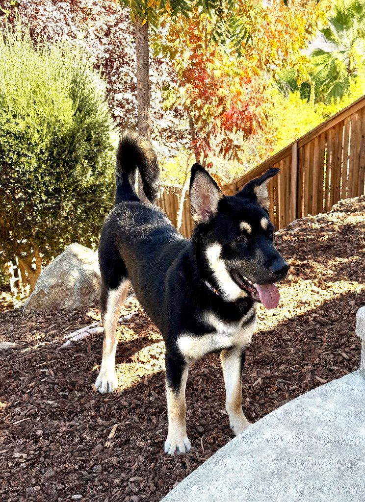 Tobago, Adoptable, Young Male German Shepherd Dog.