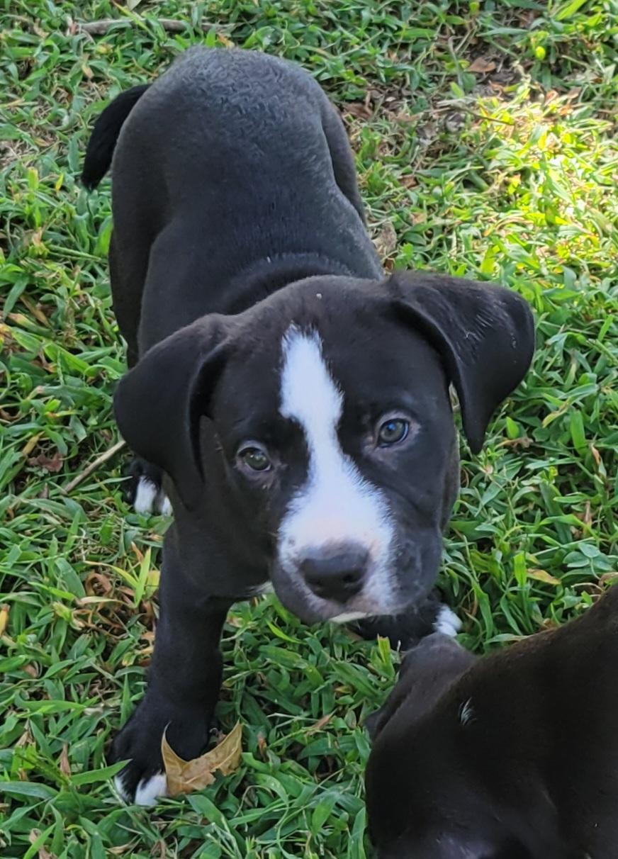 Bowie