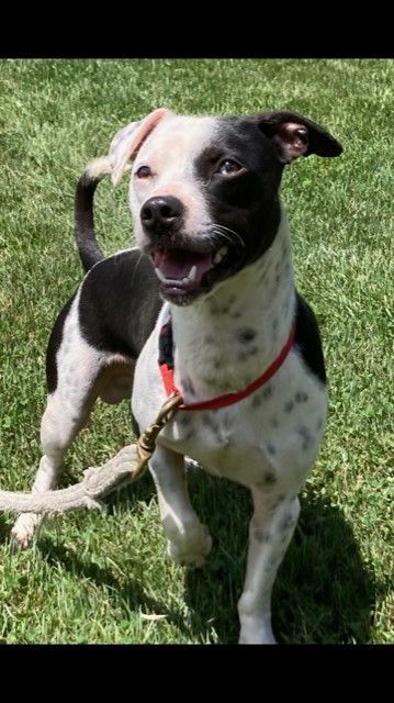 Milo, a Adoptable mixed breed in Silver Spring, MD image 1/5