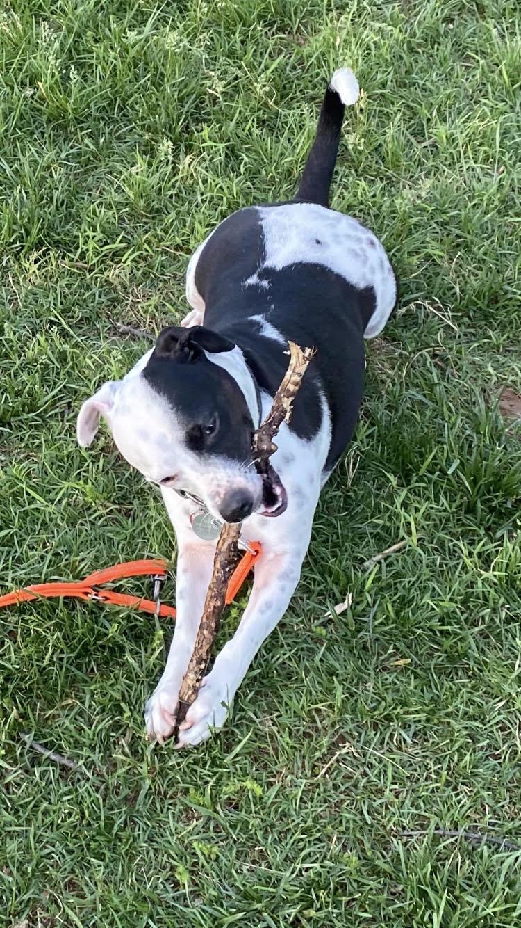 Milo, a Adoptable mixed breed in Silver Spring, MD image 2/5