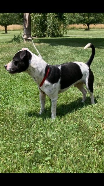 Milo, a Adoptable mixed breed in Silver Spring, MD image 3/5