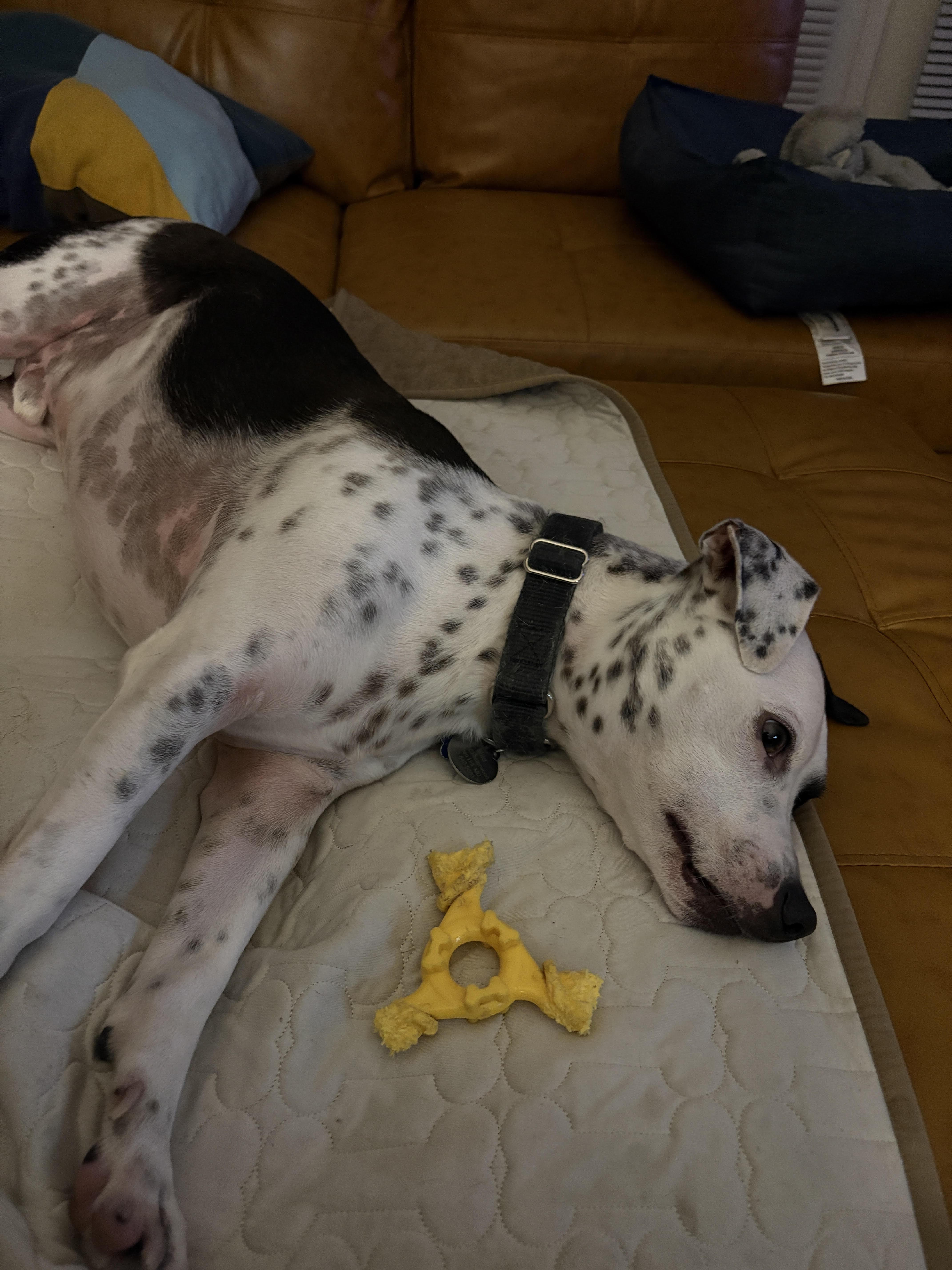 Milo, a Adoptable mixed breed in Silver Spring, MD image 4/5