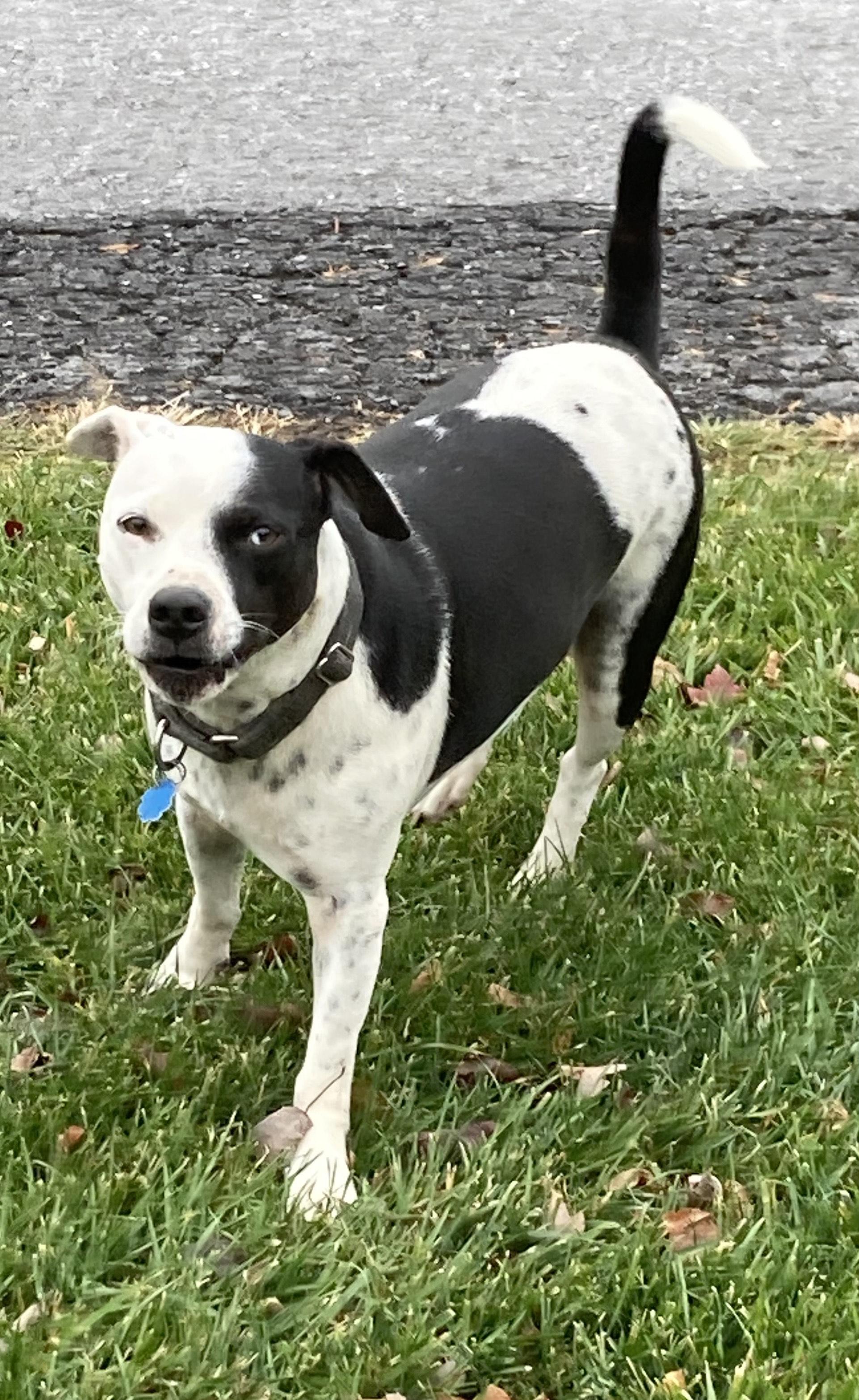 Milo, a Adoptable mixed breed in Silver Spring, MD image 5/5