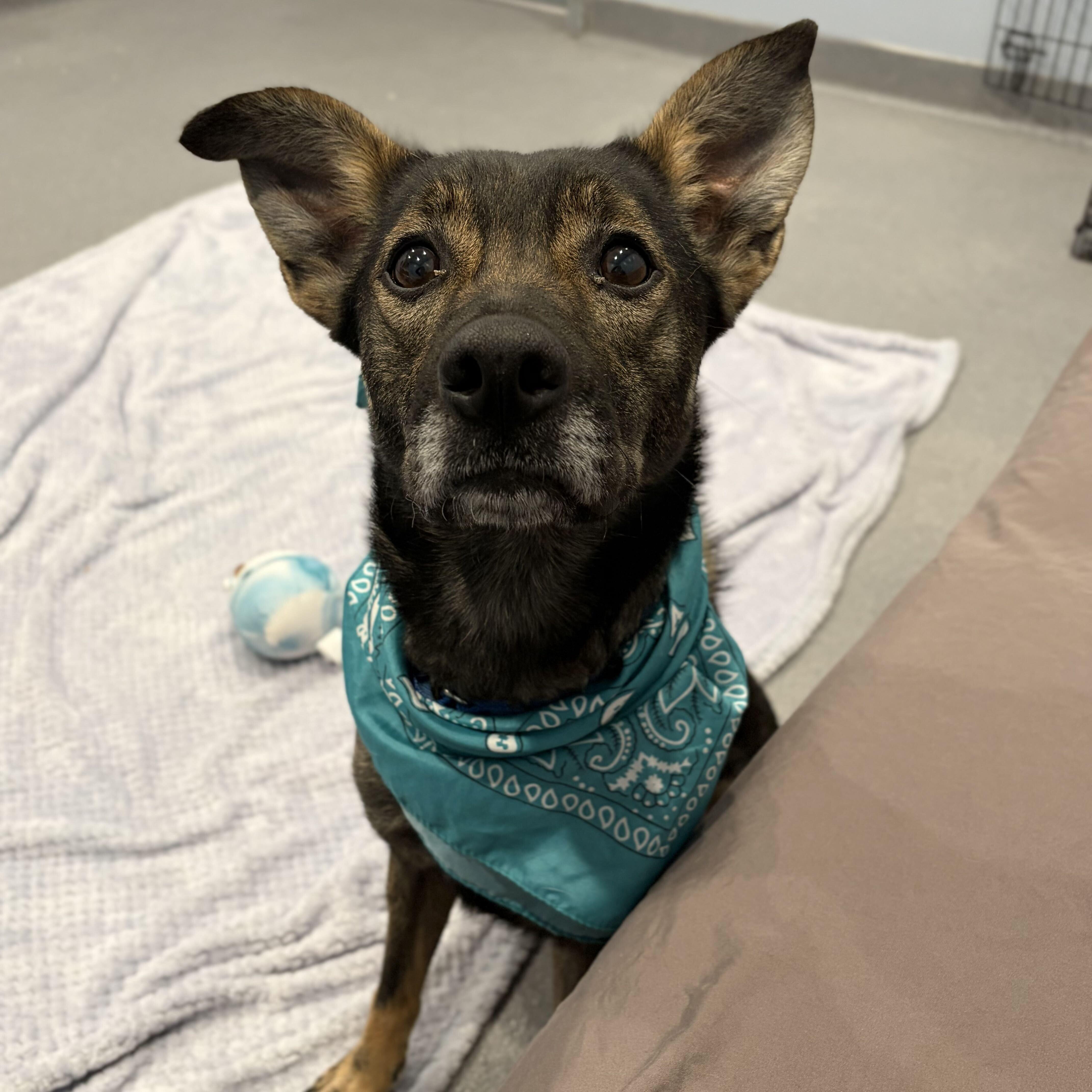 Tammy, an adopted mixed breed in Canal Winchester, OH image 1/4