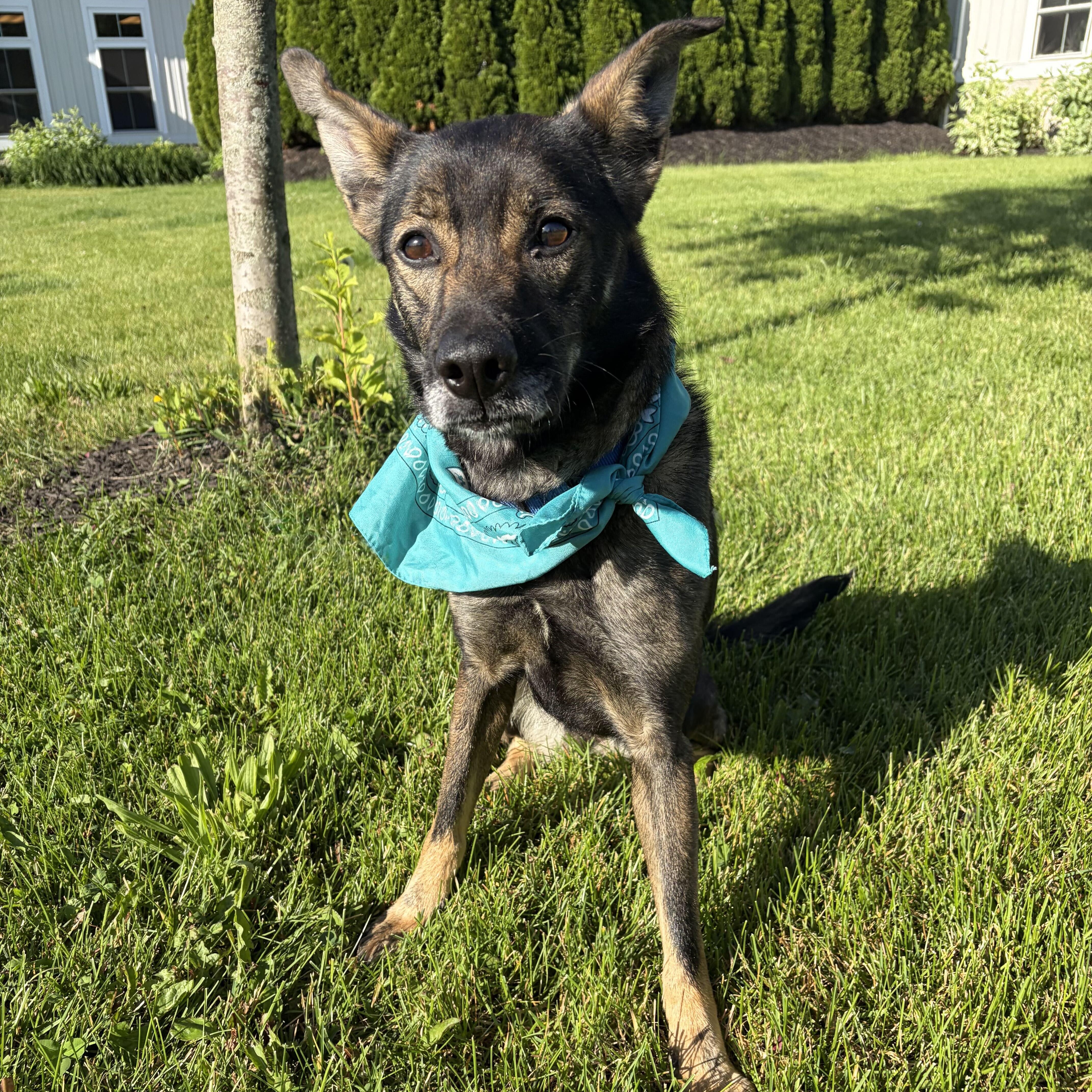 Tammy, an adopted mixed breed in Canal Winchester, OH image 2/4