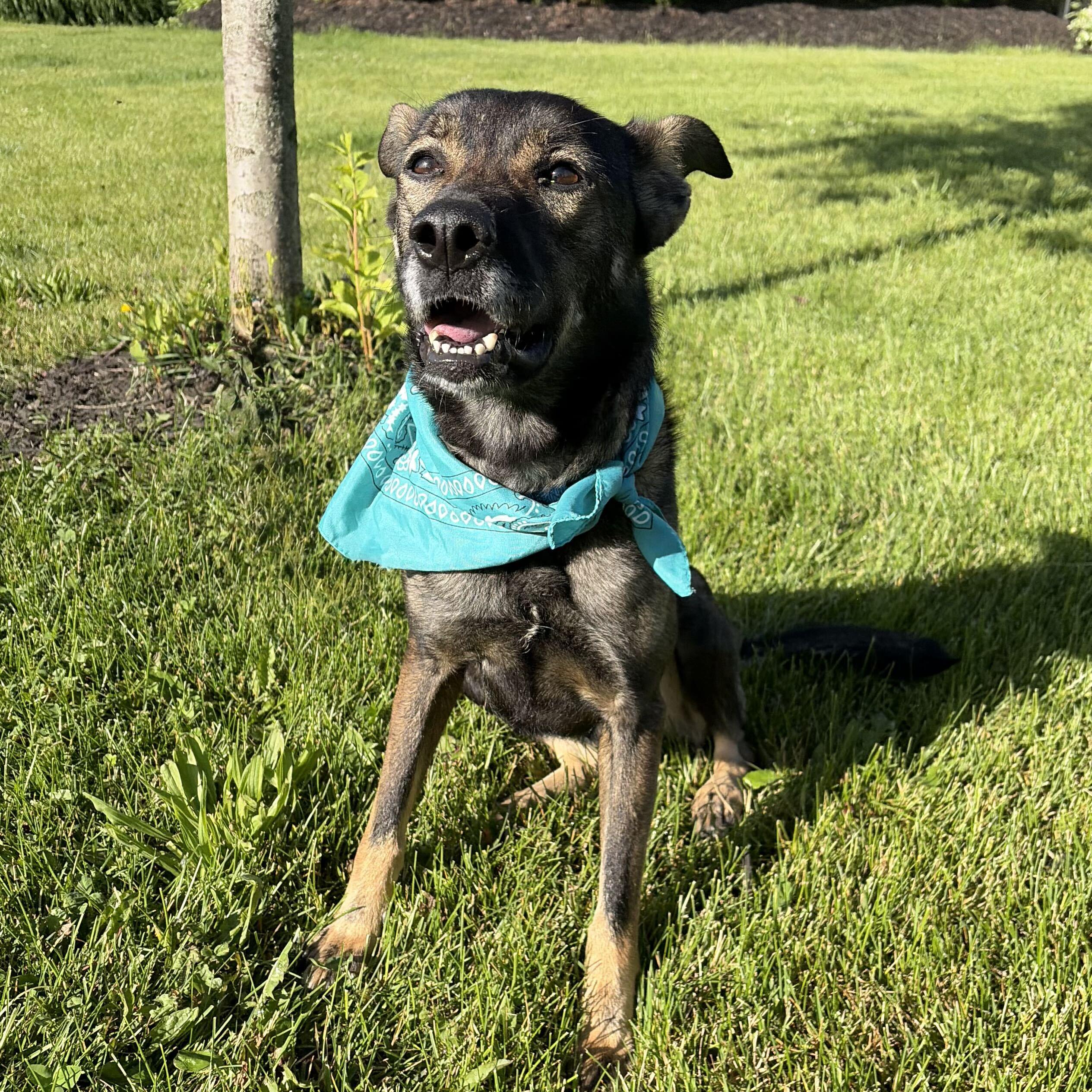 Tammy, an adopted mixed breed in Canal Winchester, OH image 3/4