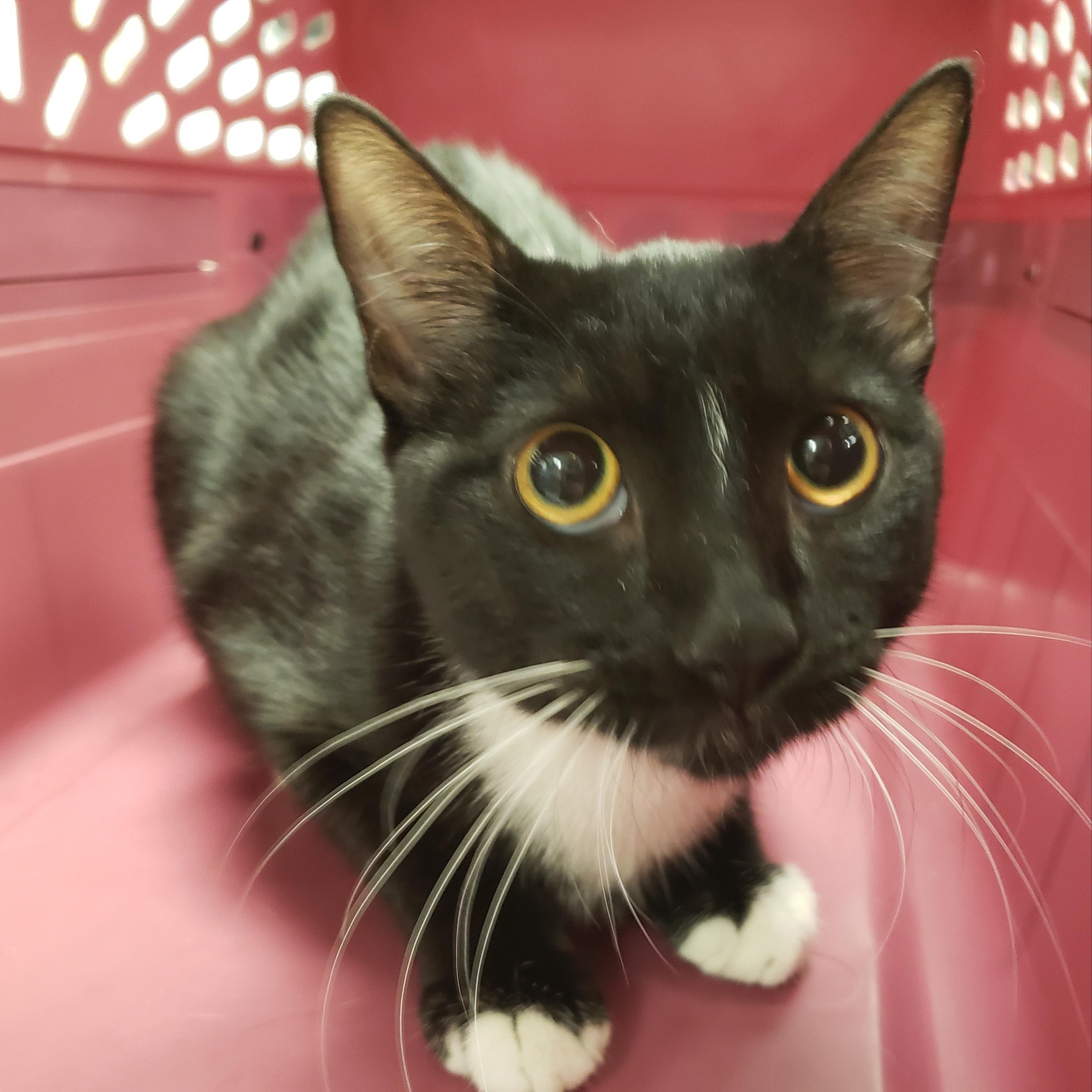Enlarge Peony, a Adoptable Domestic Short Hair in Allen, TX image 1/1