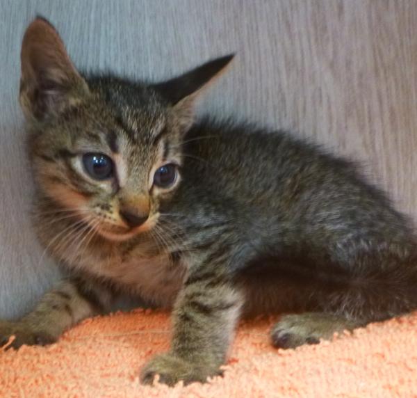 Alvin, Adoptable, Kitten Male Domestic Short Hair.
