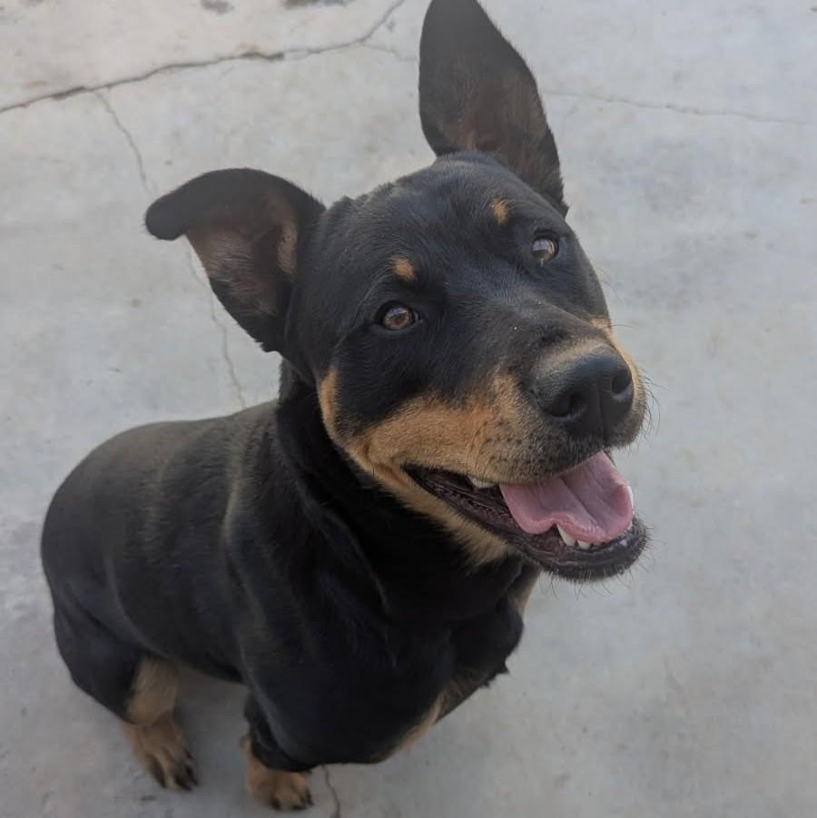 Kila, an adoptable Rottweiler in TWISP, WA, 98856 | Photo Image 1