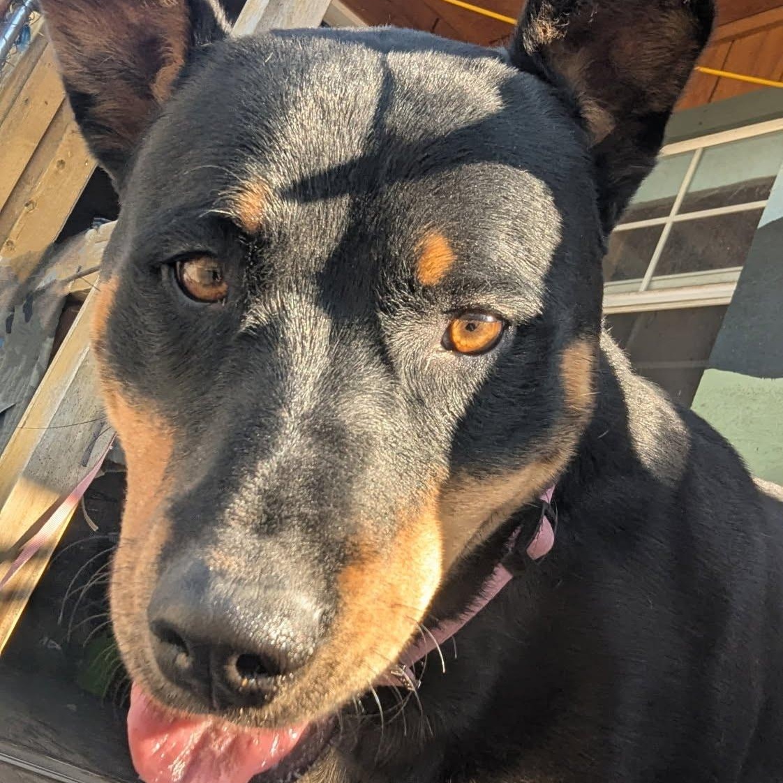Kila, an adoptable Rottweiler in TWISP, WA, 98856 | Photo Image 3