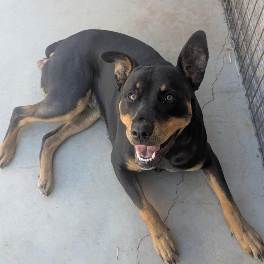 Kila, an adoptable Rottweiler in TWISP, WA, 98856 | Photo Image 4