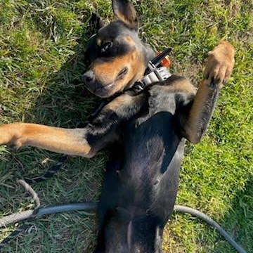 Kila, an adoptable Rottweiler in TWISP, WA, 98856 | Photo Image 2