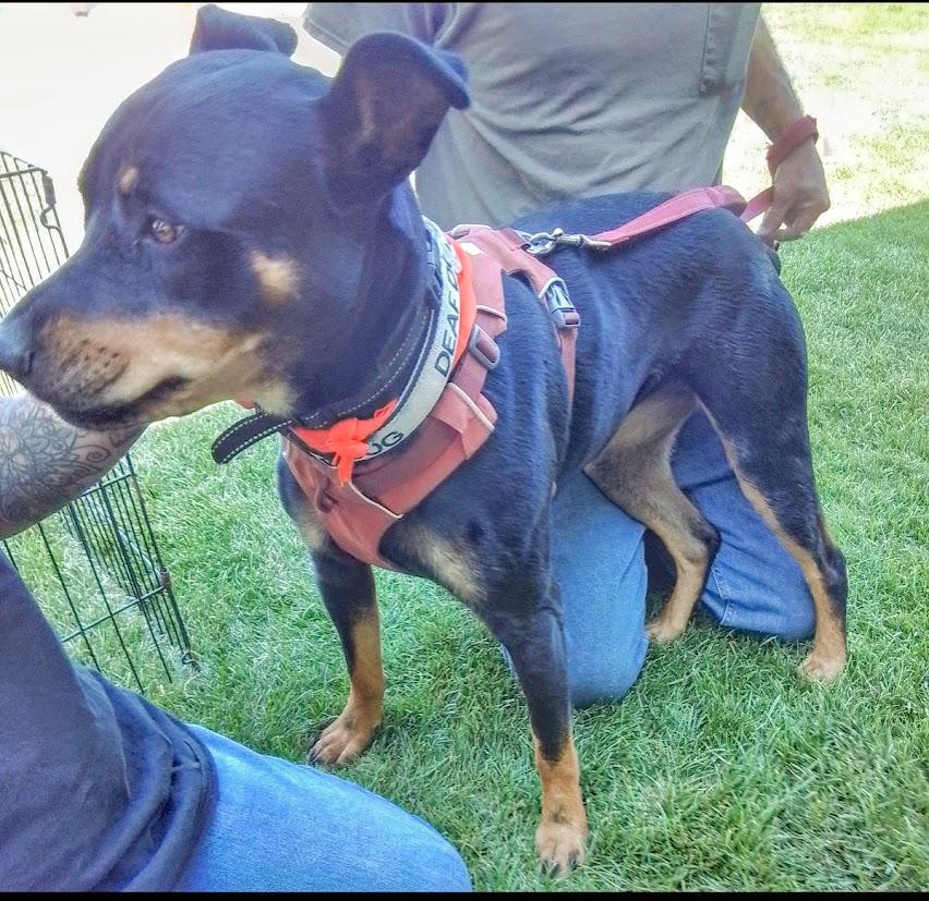 Kila, an adoptable Rottweiler in Spokane, WA, 99208 | Photo Image 1