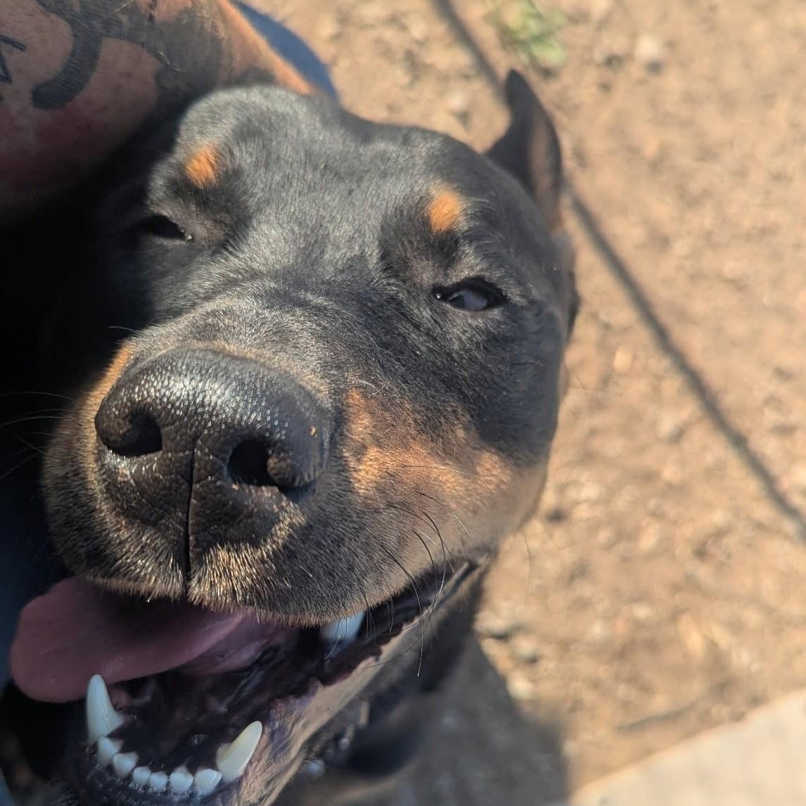 Kila, an adoptable Rottweiler in TWISP, WA, 98856 | Photo Image 5