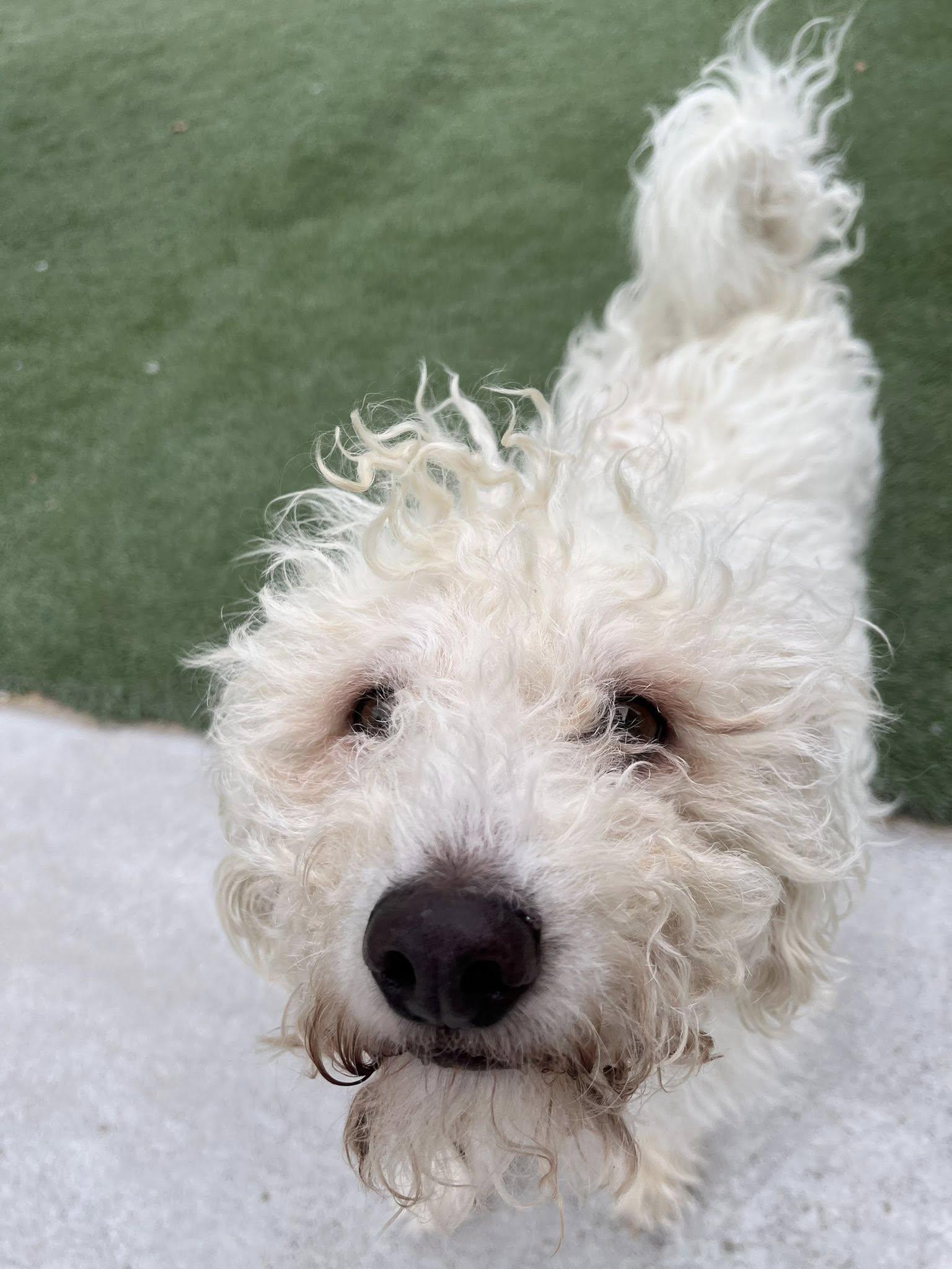 Enlarge Casper, a Adopted Poodle in Phoenix, AZ image 1/3