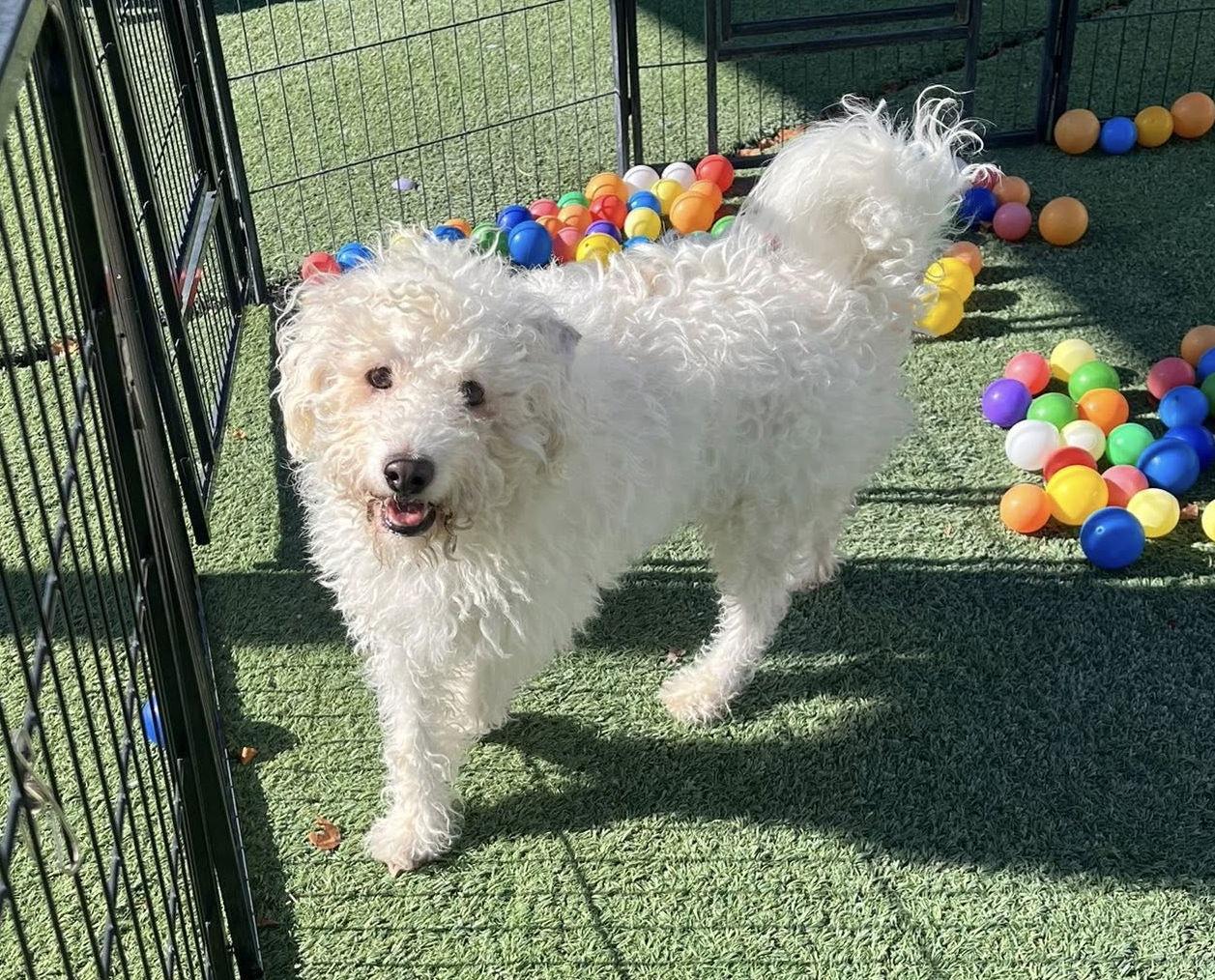 Enlarge Casper, a Adopted Poodle in Phoenix, AZ image 2/3