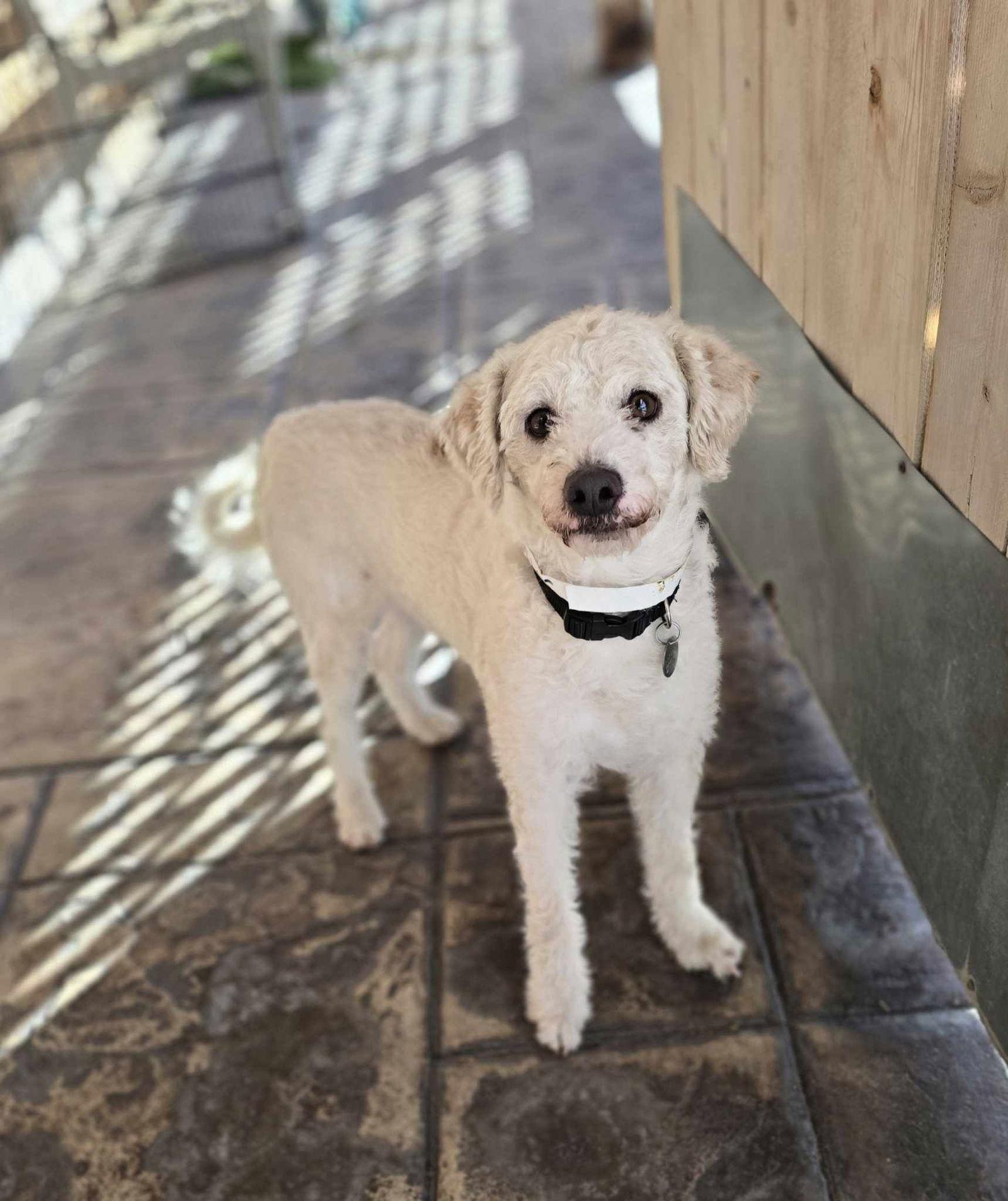 Enlarge Casper, a Adopted Poodle in Phoenix, AZ image 3/3