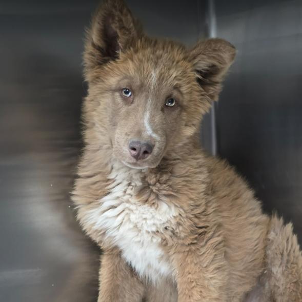 Enlarge Woody, a Adoptable mixed breed in Fort Collins, CO image 1/1