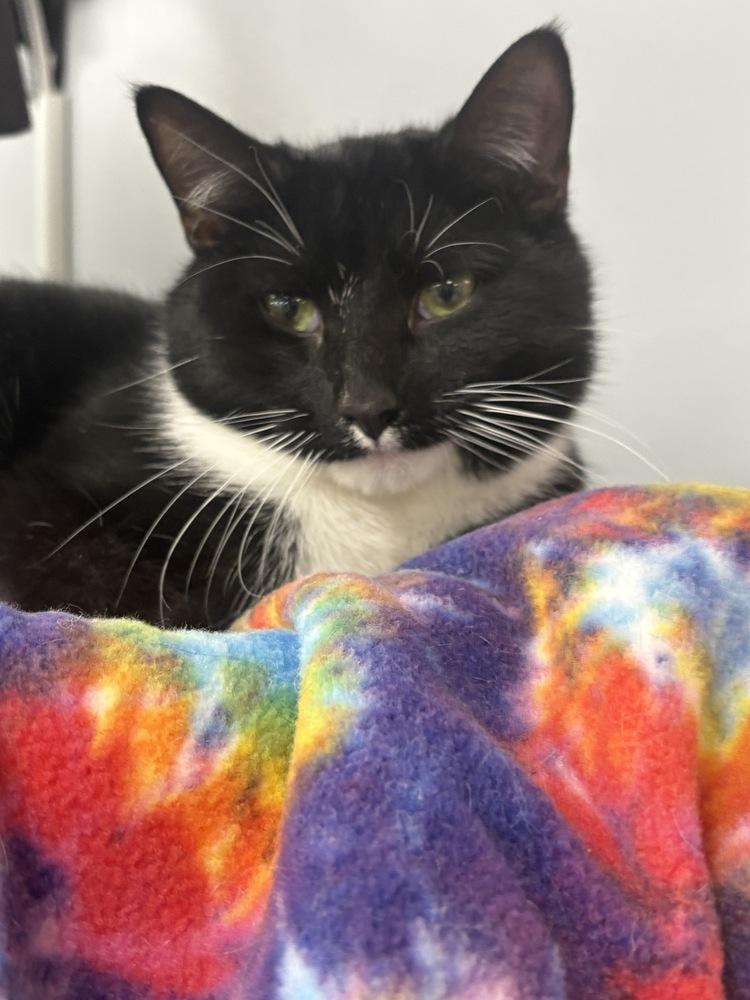 Enlarge Blitzen, a Adoptable Domestic Short Hair in Plymouth, MN image 2/6