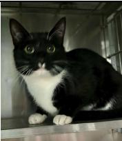 Enlarge Blitzen, a Adoptable Domestic Short Hair in Plymouth, MN image 3/6