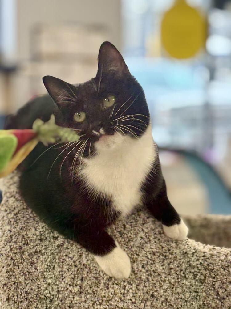 Enlarge Blitzen, a Adoptable Domestic Short Hair in Plymouth, MN image 4/6