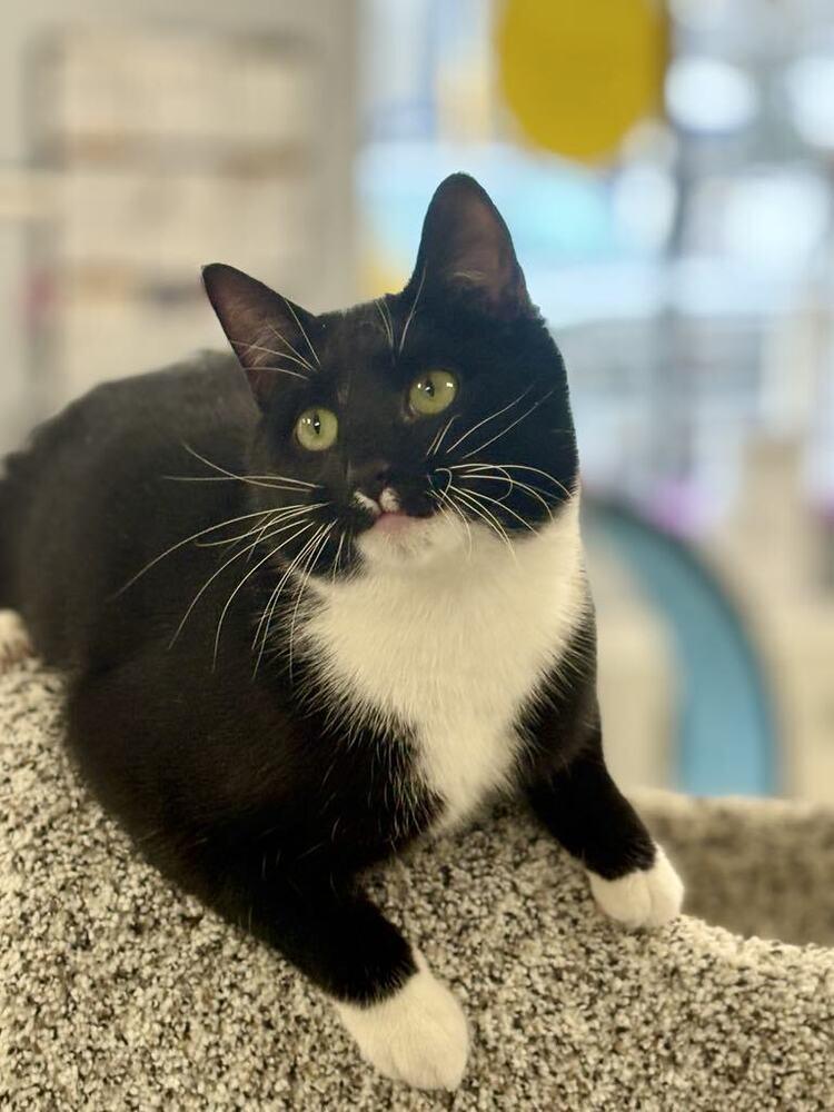 Enlarge Blitzen, a Adoptable Domestic Short Hair in Plymouth, MN image 5/6