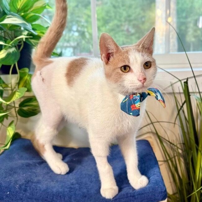 Mr. Bigglesworth — thumbnail 2