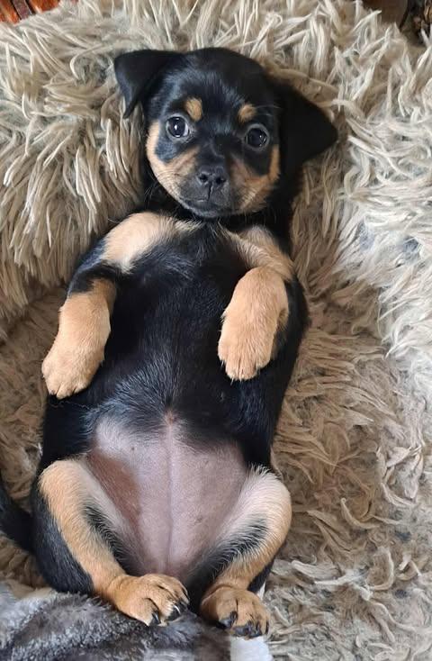 Autumn Spice Litter thumbnail 3