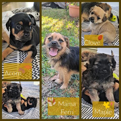 Autumn Spice Litter