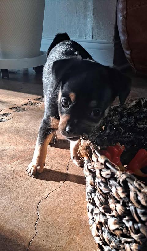 Autumn Spice Litter thumbnail 2