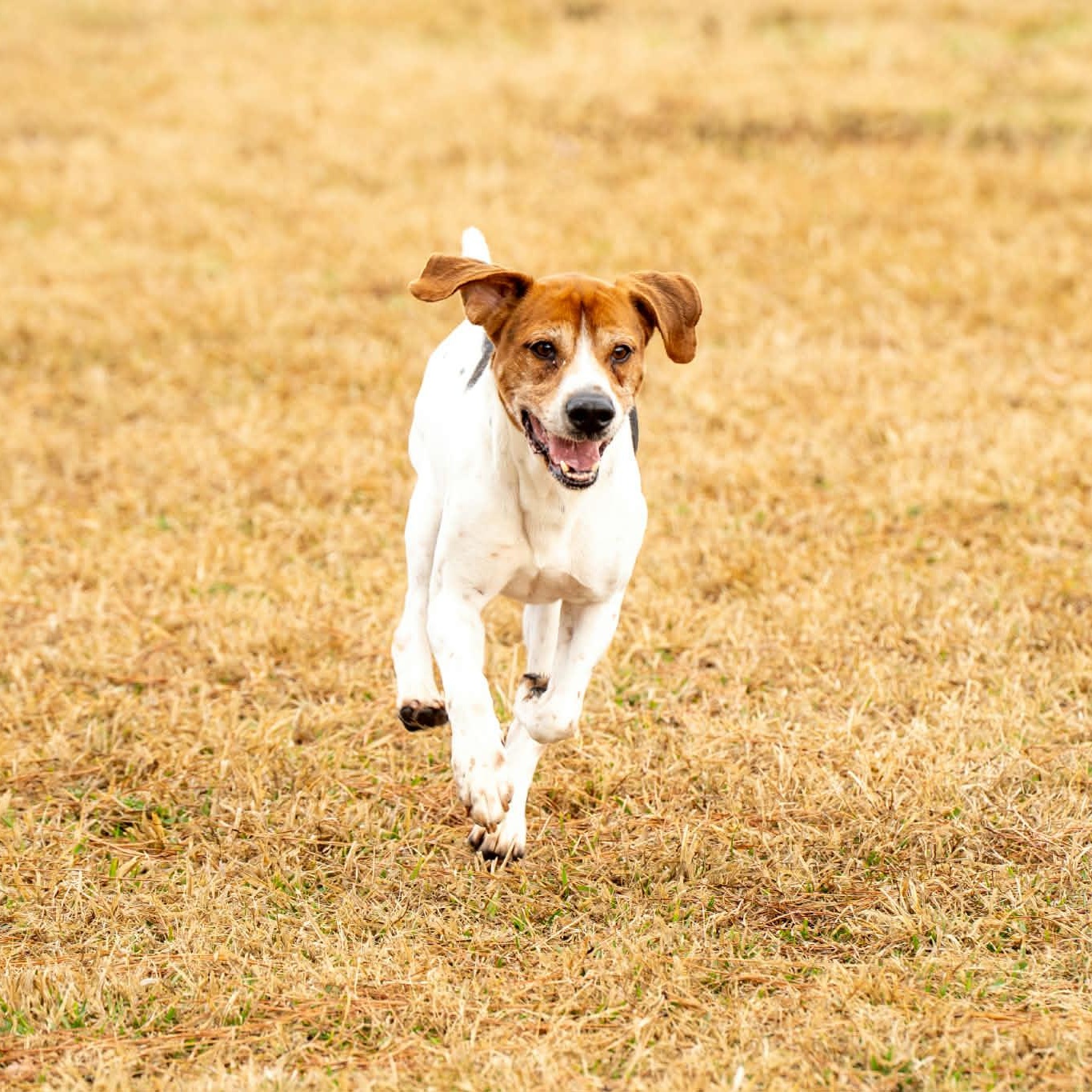 AJ - 8 yo senior — thumbnail 2