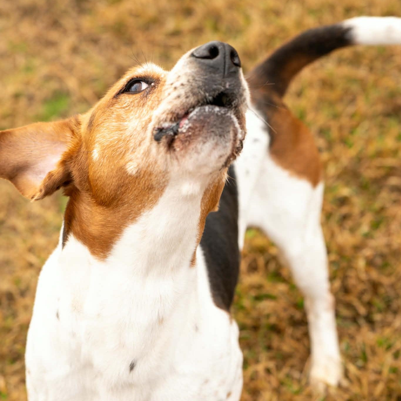 AJ - 8 yo senior — thumbnail 3