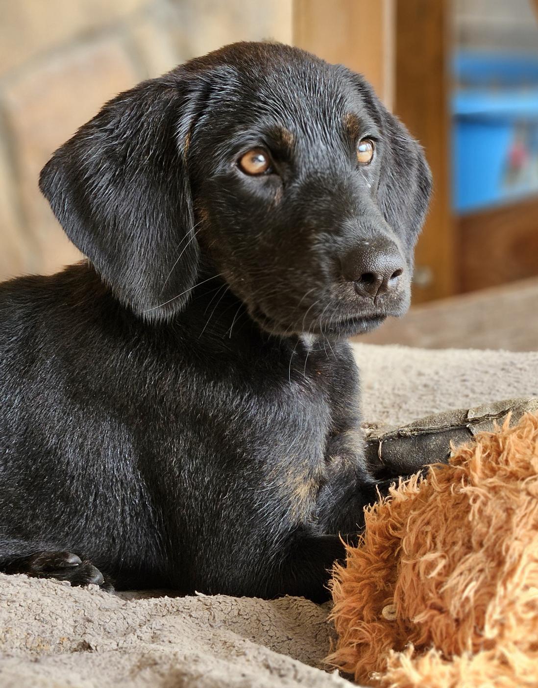Enlarge Onyx, a Adoptable mixed breed in TULSA, OK image 1/6