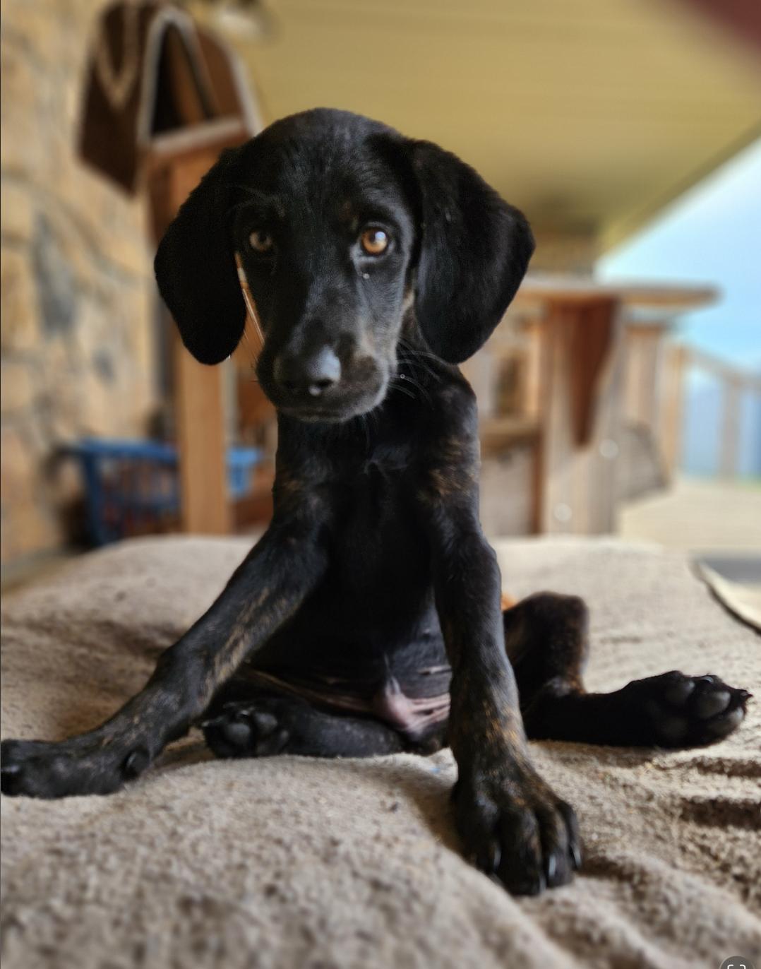 Enlarge Onyx, a Adoptable mixed breed in TULSA, OK image 2/6