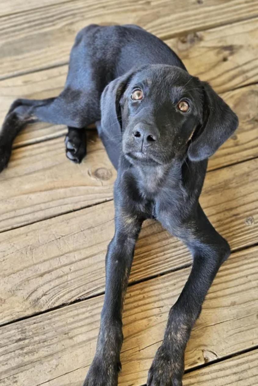 Enlarge Onyx, a Adoptable mixed breed in TULSA, OK image 3/6