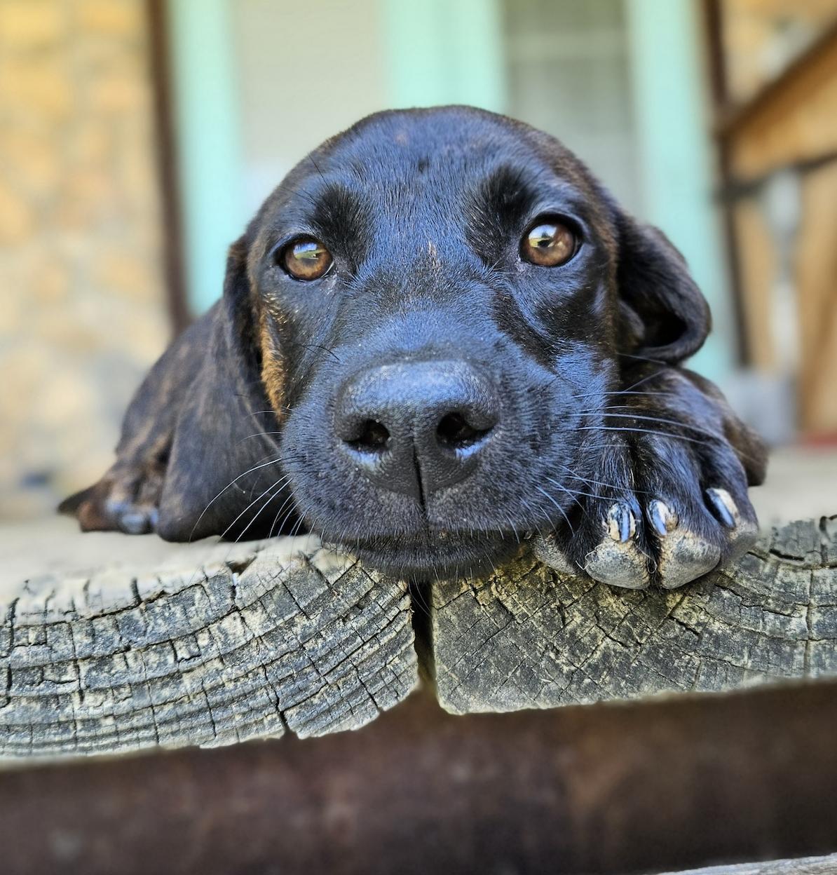 Enlarge Onyx, a Adoptable mixed breed in TULSA, OK image 4/6