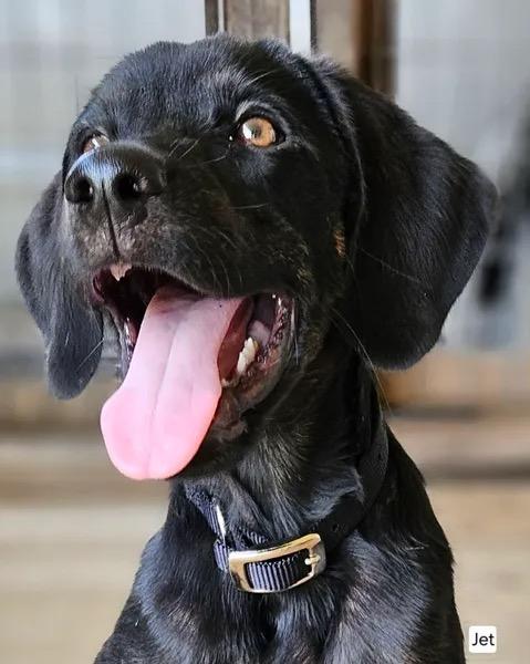 Enlarge Onyx, a Adoptable mixed breed in TULSA, OK image 5/6