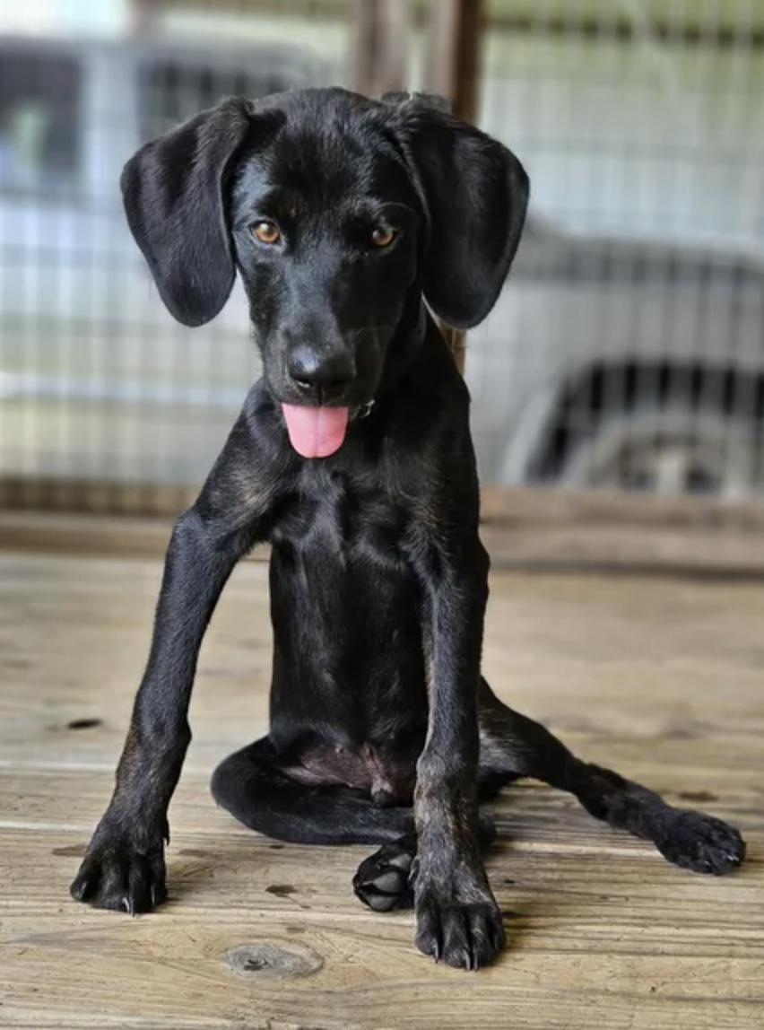 Enlarge Onyx, a Adoptable mixed breed in TULSA, OK image 6/6