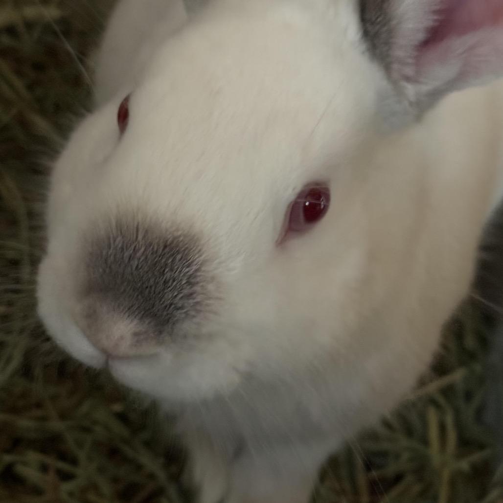 Pistol Pete (FKA Yogurt), Adoptable, Young Male American.