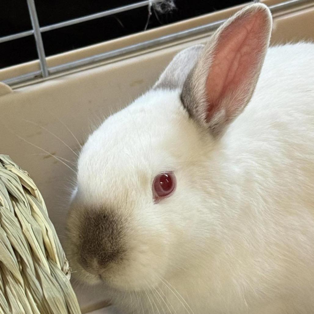 Enlarge Pistol Pete (FKA Yogurt), a Adoptable American in Cream Ridge, NJ image 2/2