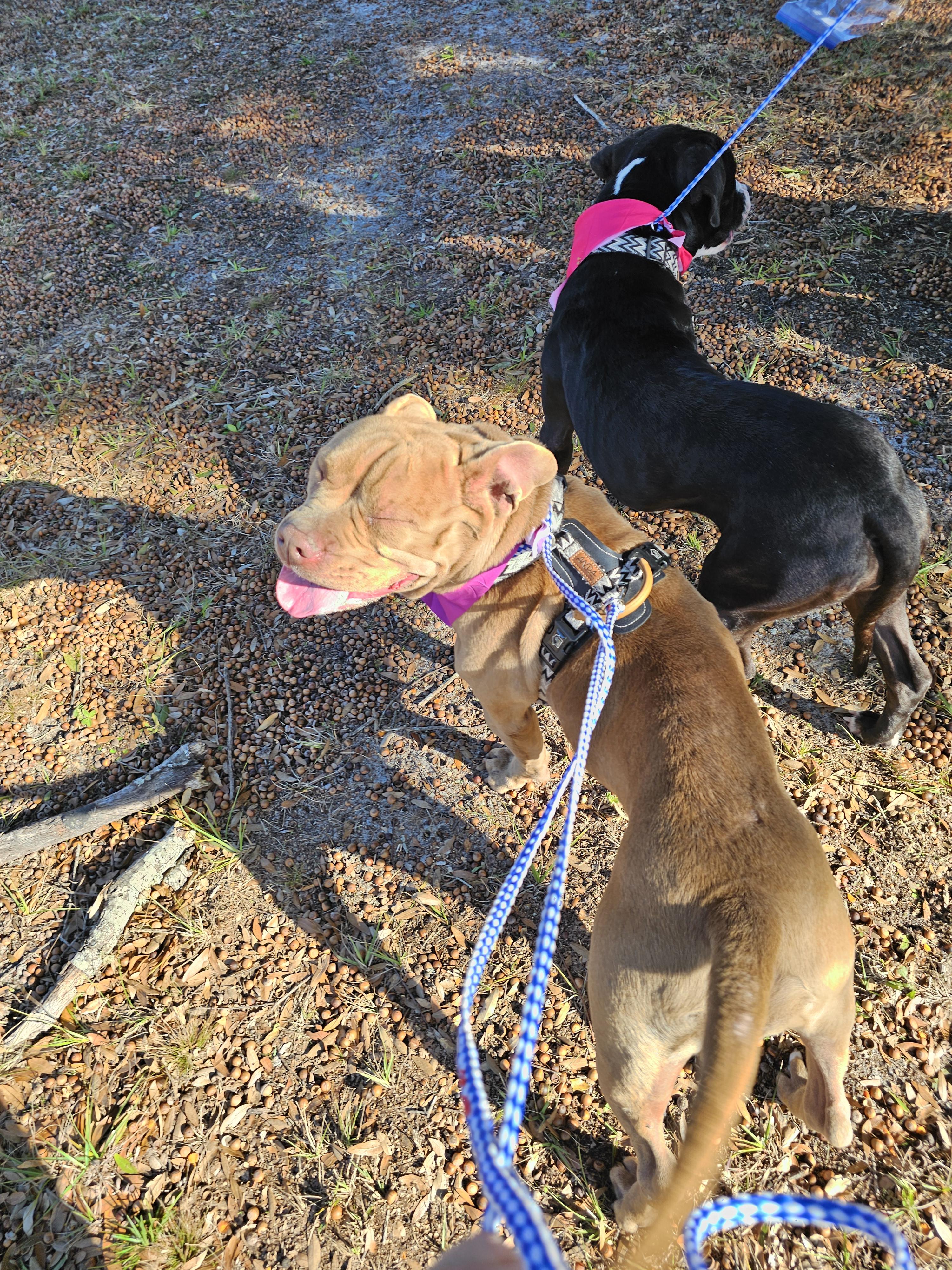 Enlarge Blossom , a ADOPTABLE mixed breed in Panama city, FL image 2/2
